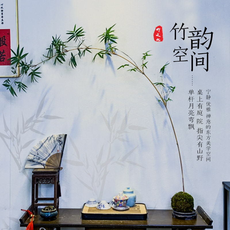 苔藓球红竹子观音竹俊逸优雅室内盆景桌席茶宠花卉水培植物