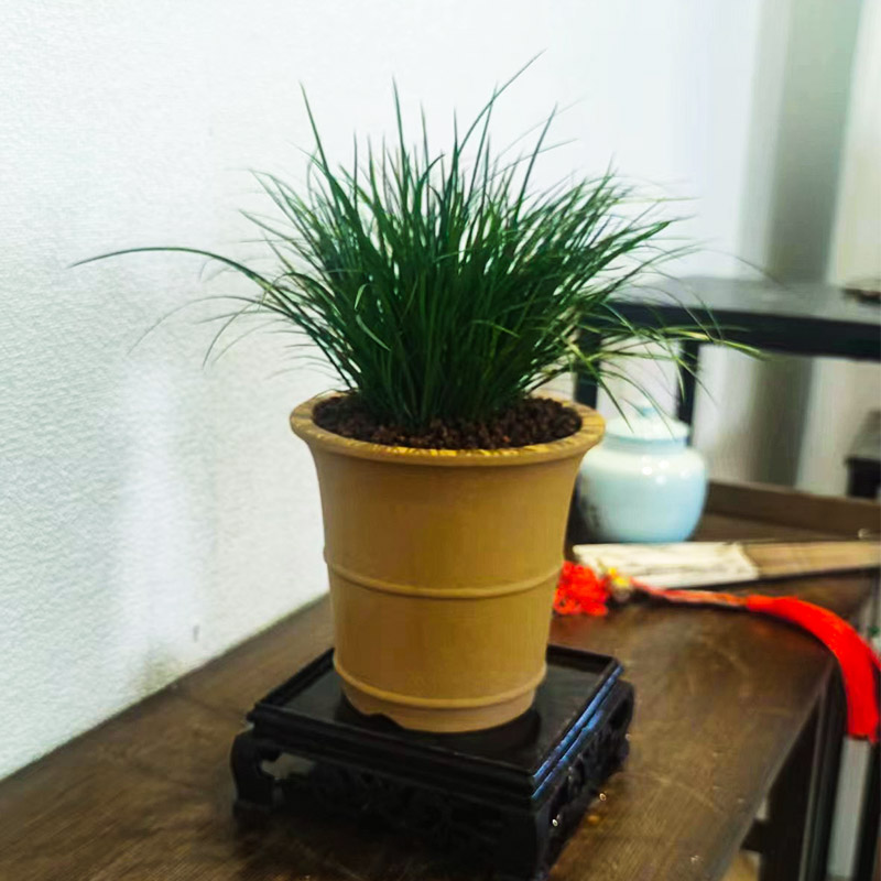 黄金姬虎须花中四雅菖蒲室内盆景配盆配底座五年老桩花卉绿植盆栽