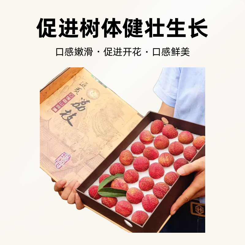 MODX桂味荔枝无核冰荔枝正品嫁接苗带土带叶盆栽地栽种植直播