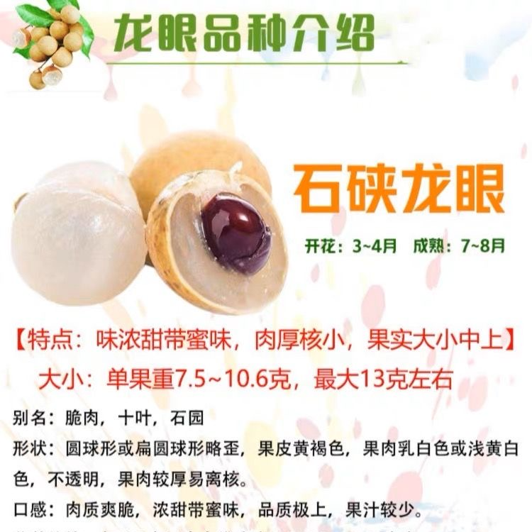 MODX耐寒四季龙眼石峡储良苗正宗优质嫁接栽种带土种植结果大树苗
