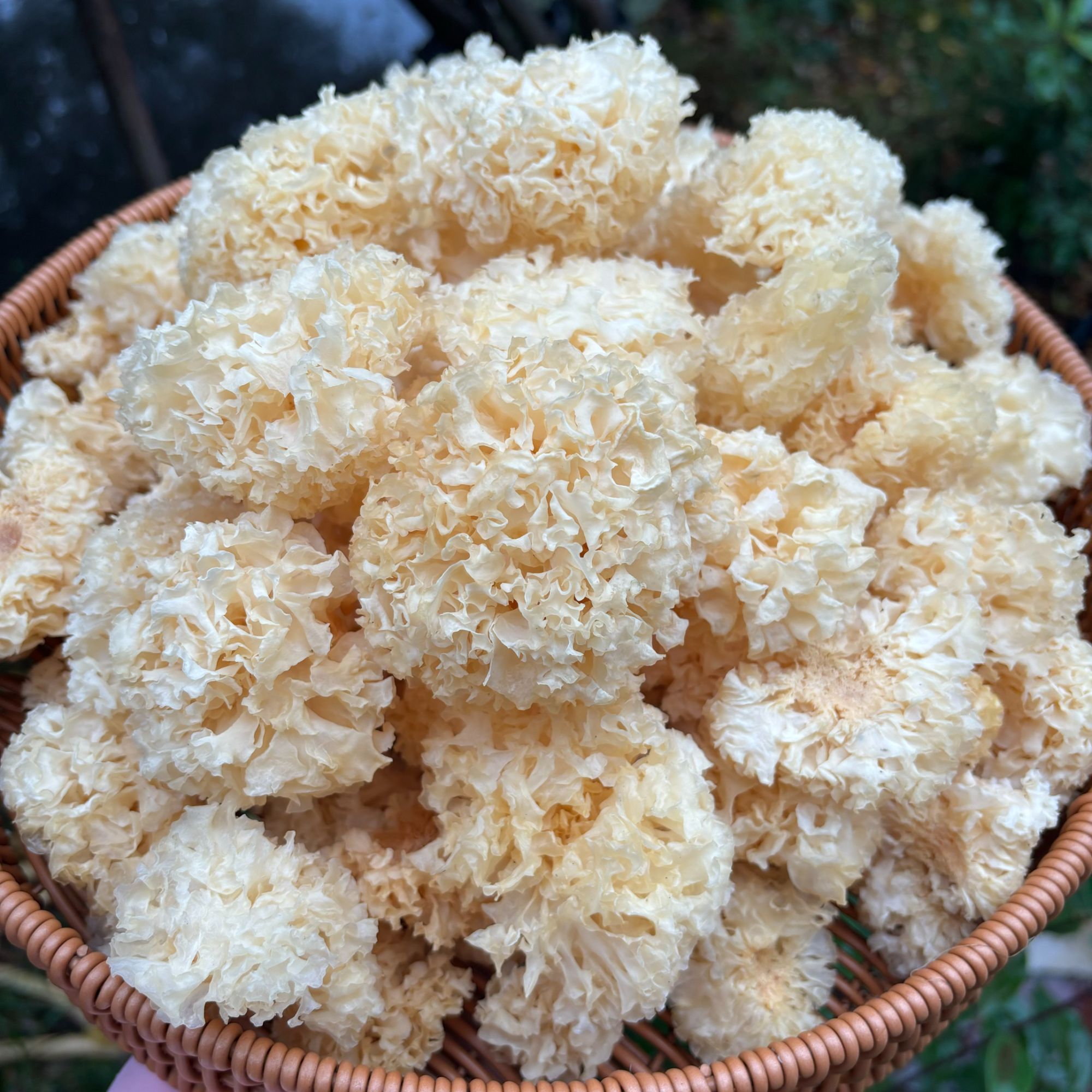 【涛涛】银耳 深山农家山货