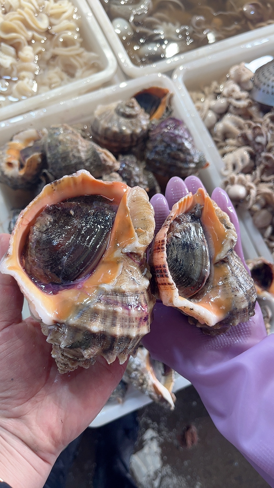鲜活超大海螺（一斤）