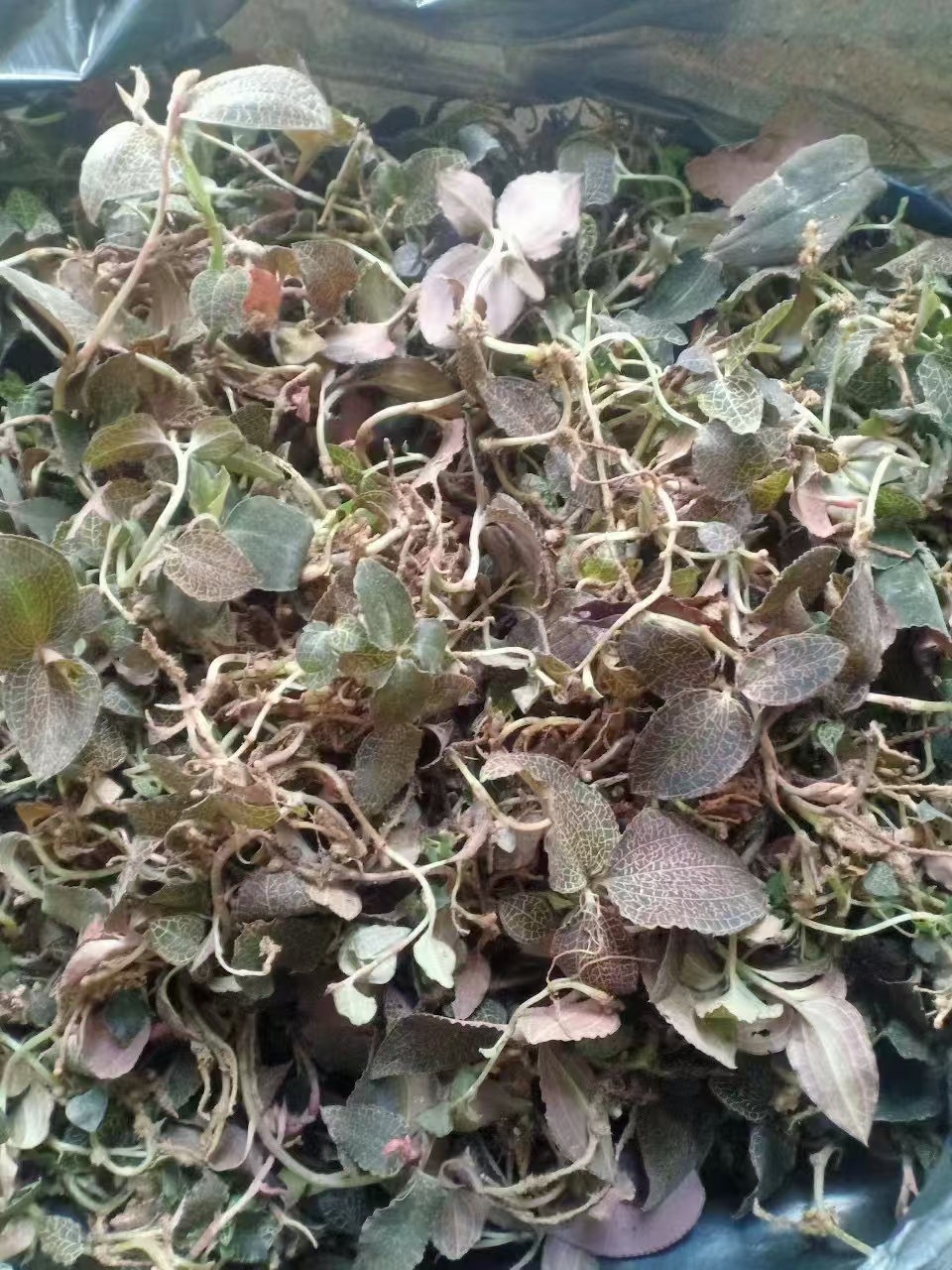 【下山金线头茬灵芝】山村夫人推荐山货土特产250g/500g
