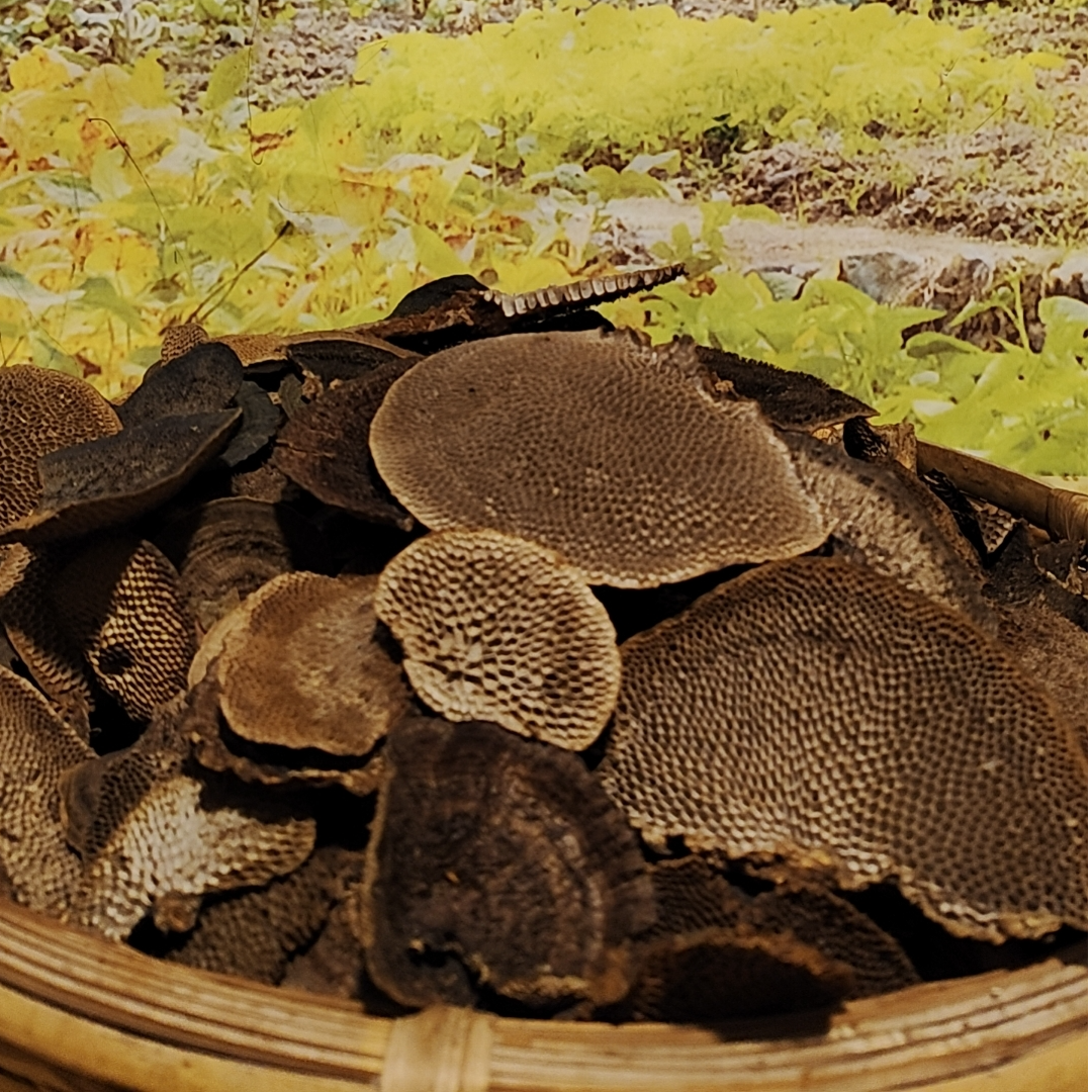 【现称现拍野生平盖灵芝、蜂窝灵芝】 山村夫人推荐山货500g