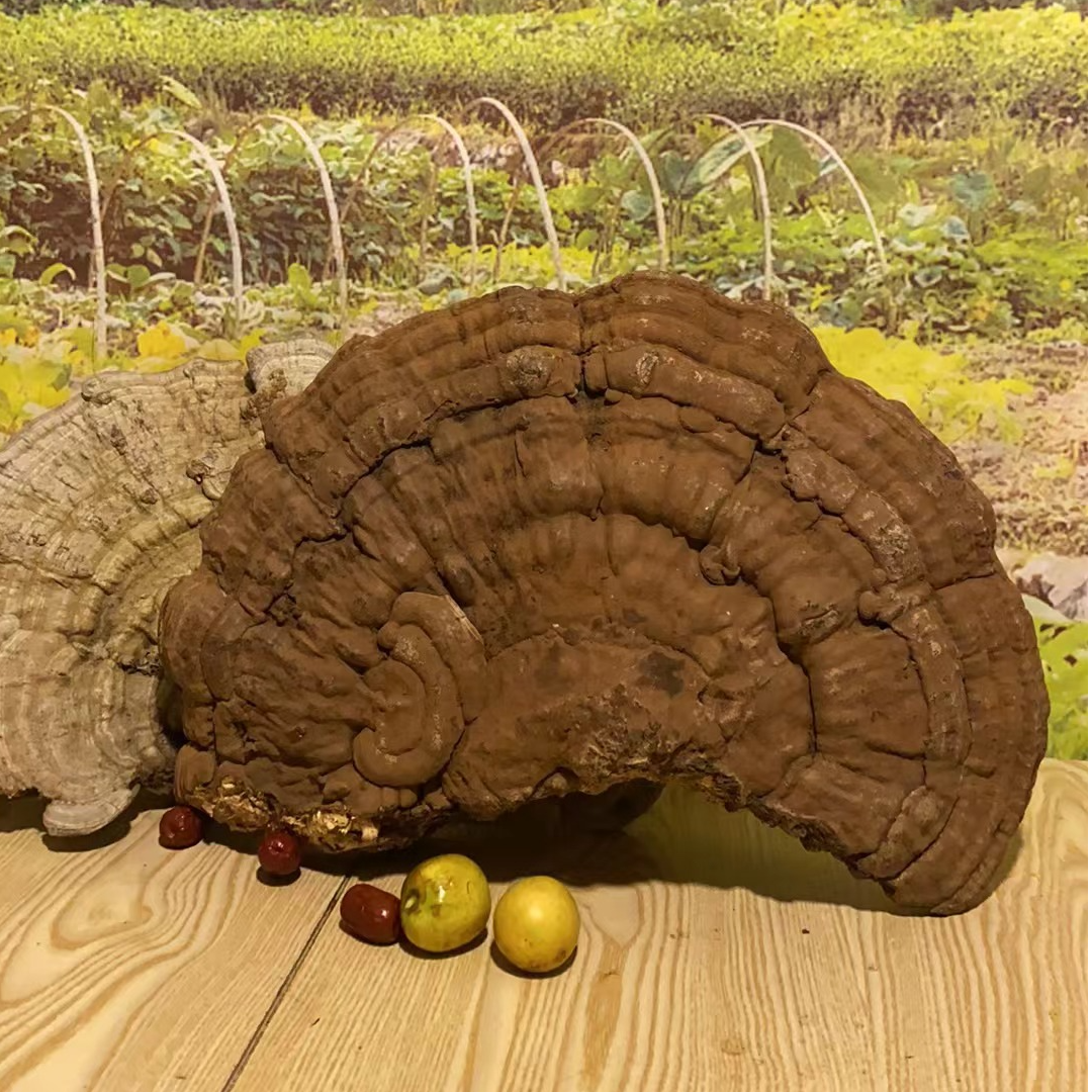 【野生平盖灵芝、蜂窝灵芝】 山村夫人推荐山货500g