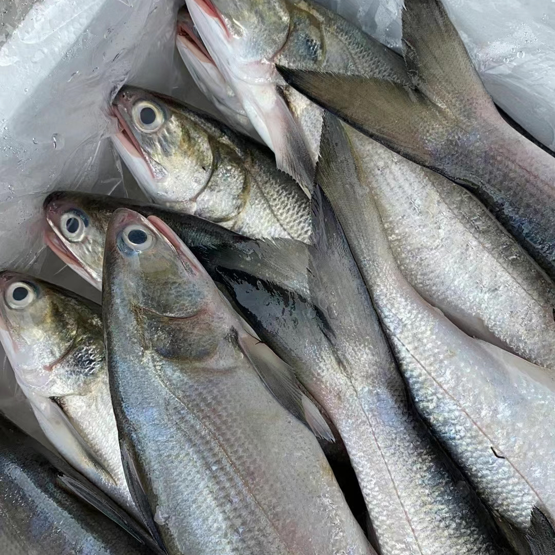 海捕马友鱼午笋  天然野生 鲜活速冻 速冻发货