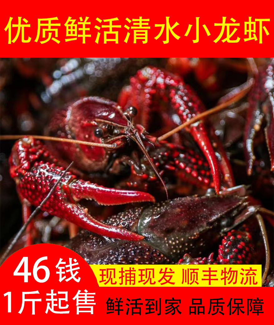 [46钱]鲜活优质淡水小龙虾1斤龙虾小龙虾