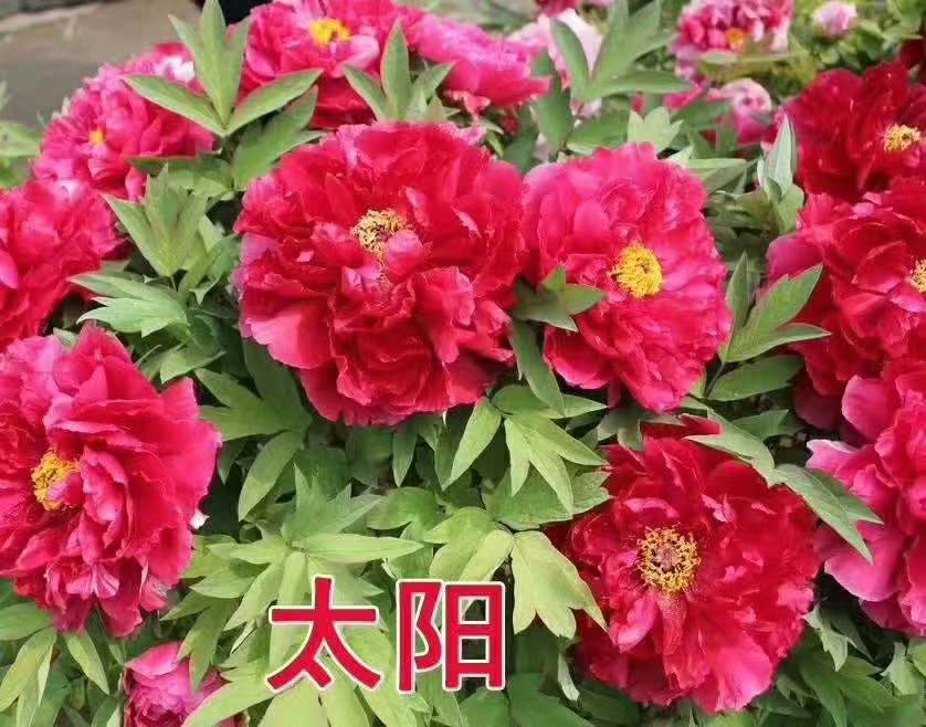 牡丹耐热耐寒开花苗春天发肥料秋季天气发牡丹大丽花鲜花红牡丹