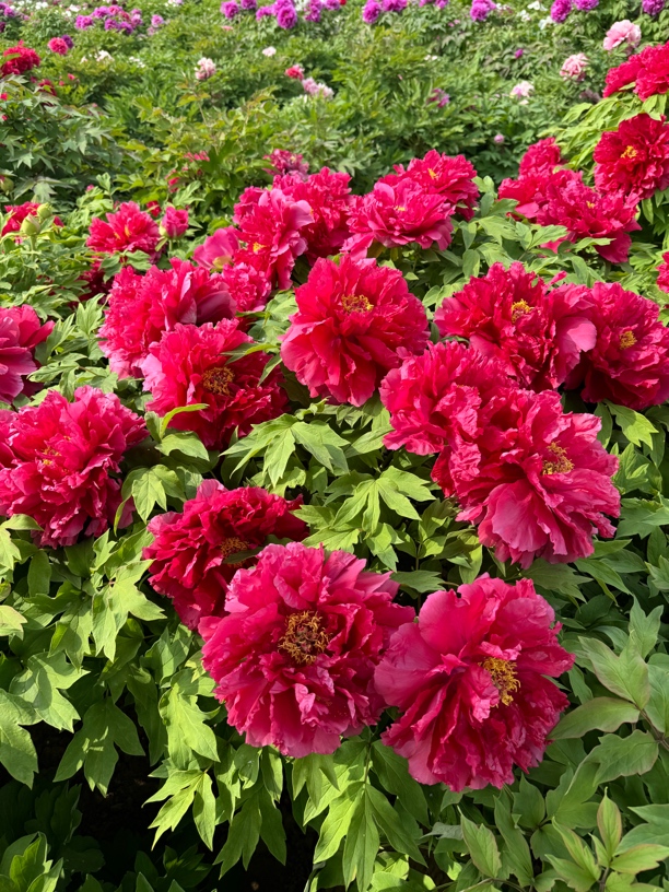 旭港菏泽牡丹花苗重瓣带苞牡丹苗