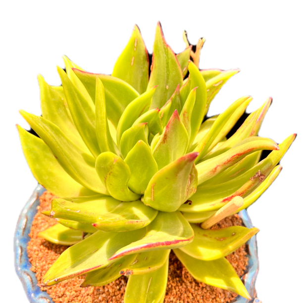 沉潇精品多肉③号链接一物一拍（满88包邮偏远地区满158包邮）