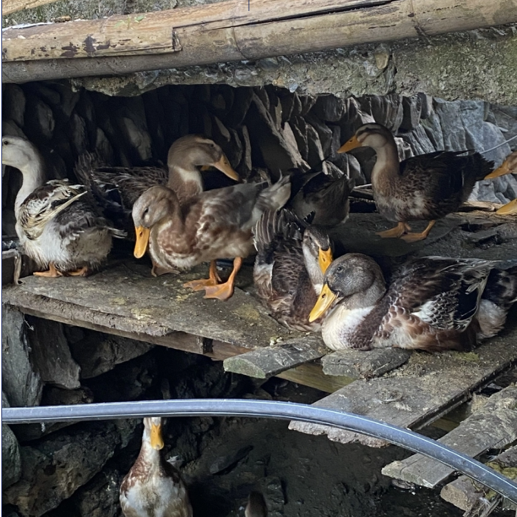 湖南怀化农家溪边散养本地土鸭谷子鸭粮食鸭整只新鲜顺丰包邮
