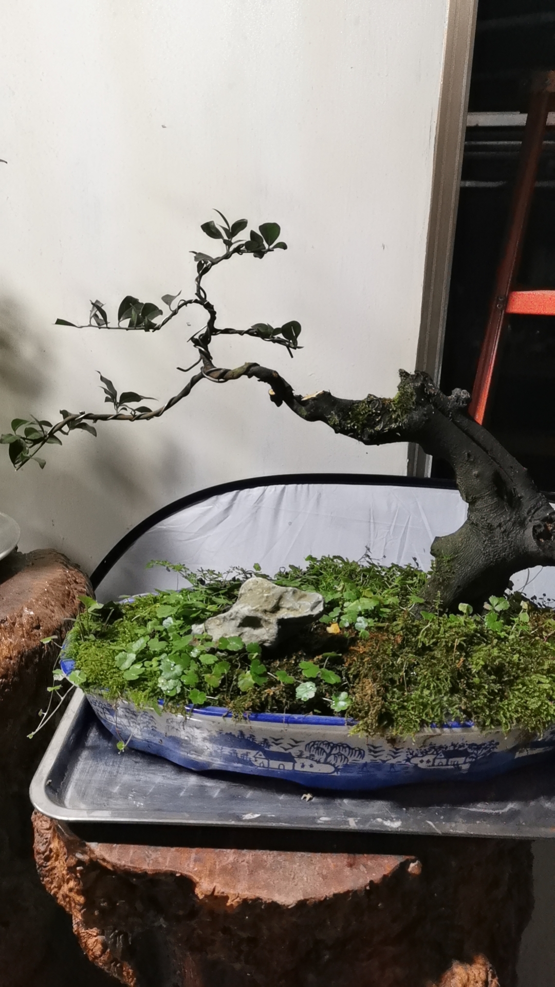 金弹子盆景直播一物一拍