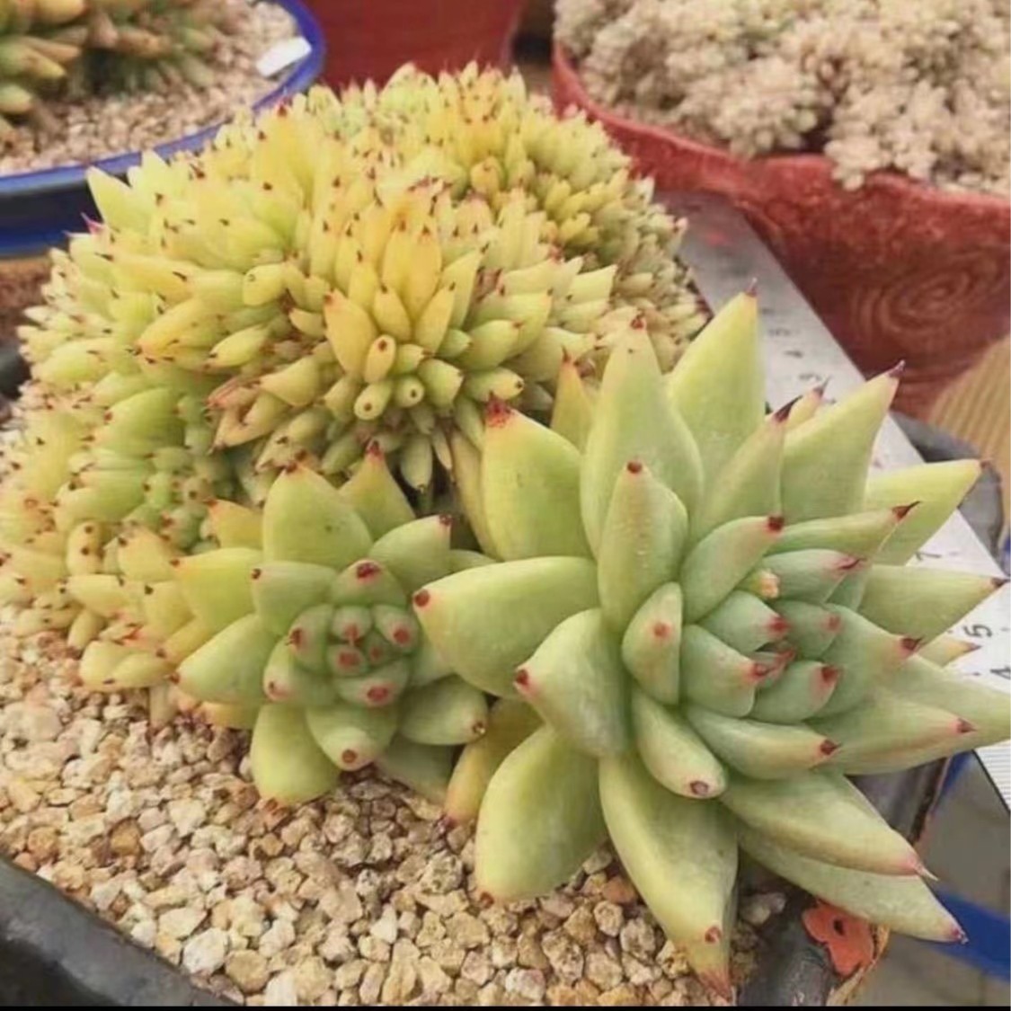 酸奶家多肉法师 花卉绿植专用肥升级半斤装