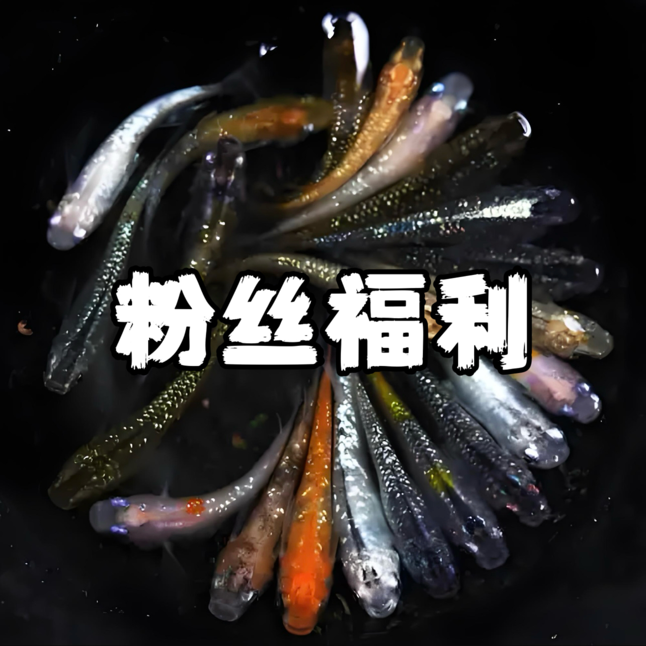 直播间一物一拍 粉丝福利 补运费 观背青鳉观赏鱼