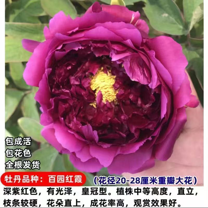 （百园红霞）菏泽牡丹基地直发，耐寒花盆，阳台，小院