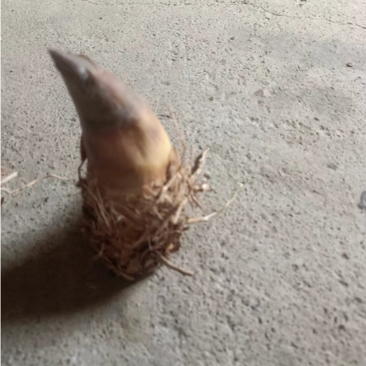 小叶簕竹生桩不带叶子自己培育价格不一样大小不一 直播一物一拍