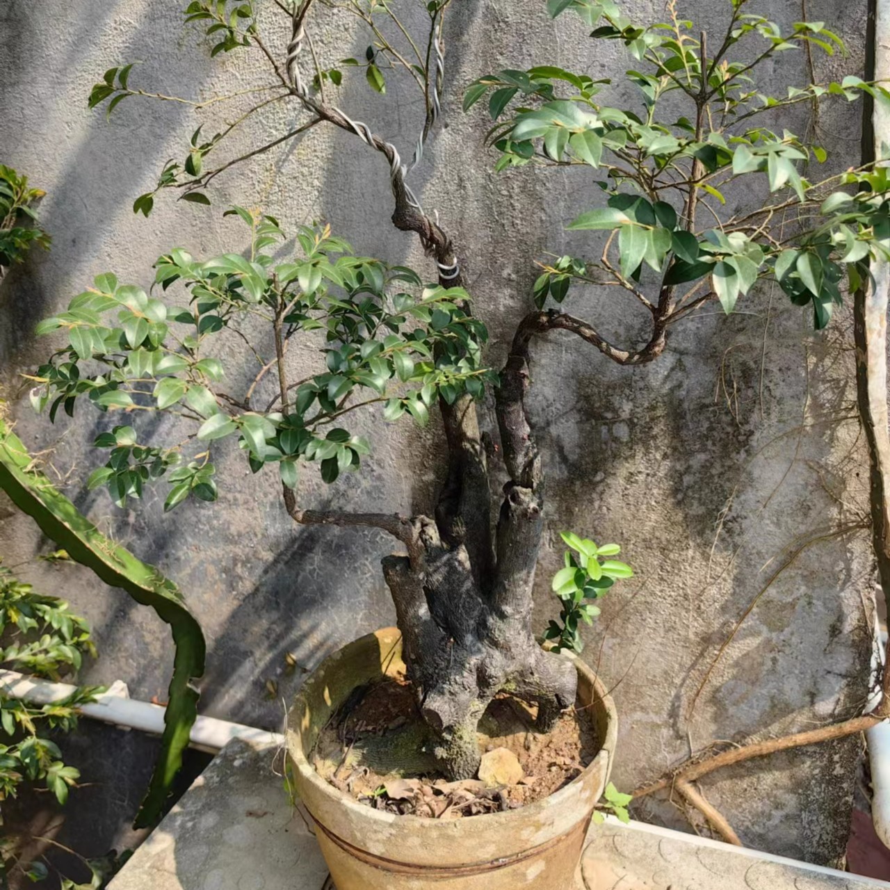 高品质雀梅桩 春花 桃金娘 山格木 酸藤果