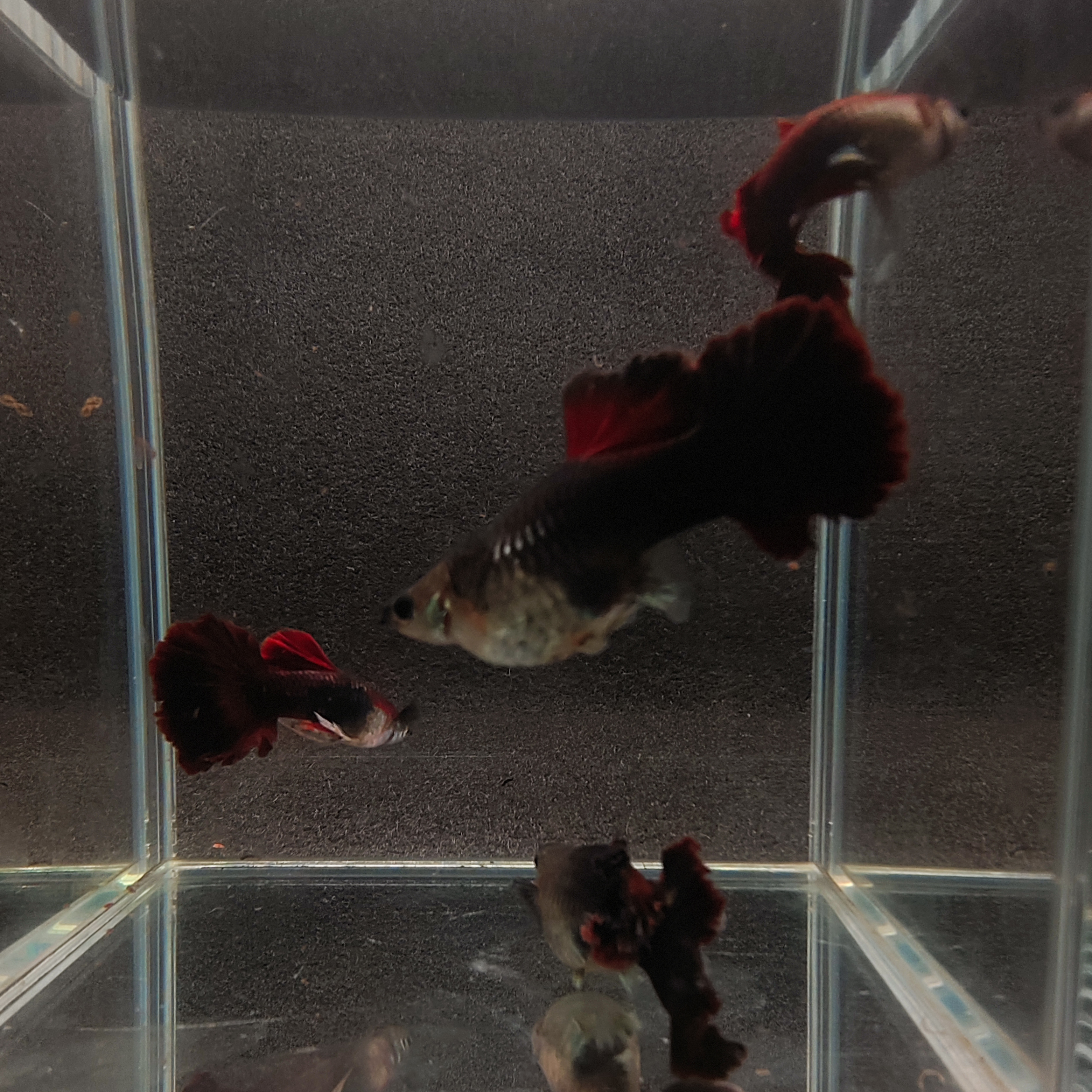 精品巴西褶扇种鱼