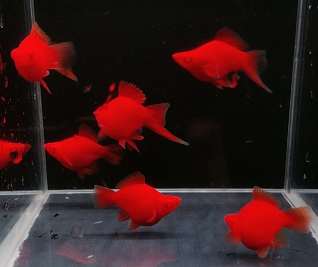 精品通体全红红箭球6条