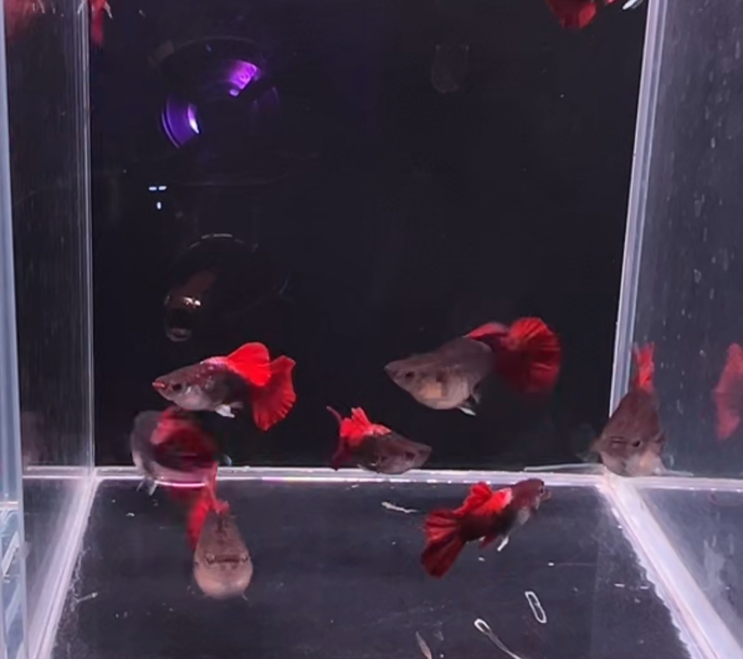 观赏鱼巴西折扇鱼苗，2.5个月鱼龄  3对6条