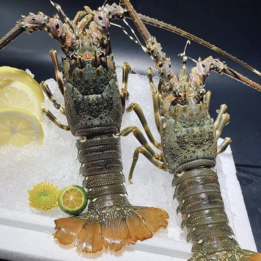 【小哥】冷冻小青龙6-7两/只活冻大龙虾青龙虾波纹龙虾液氮速冻