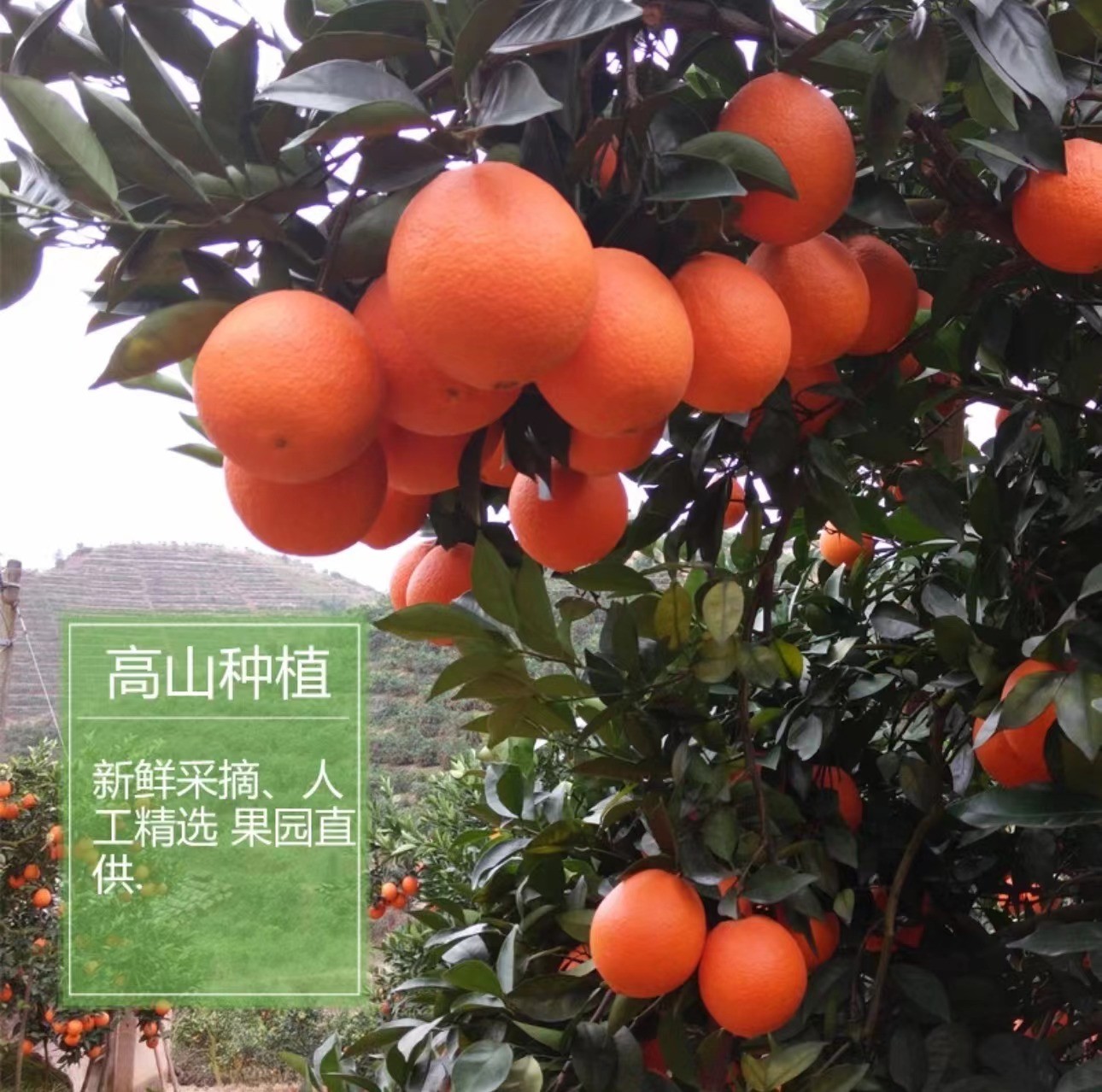 正宗赣南脐橙新鲜应季水果9斤橙子冰糖甜香橙源产地发货采摘