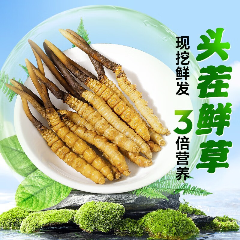 2025头茬新鲜冬虫夏草 高海拔新鲜虫草正宗鲜虫草 高品质20根装
