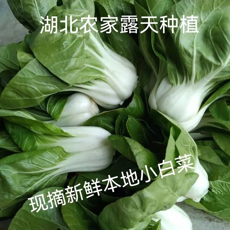 湖北特产新鲜蔬菜矮脚黄白菜青菜霜降白菜农家露天自种本地小白菜