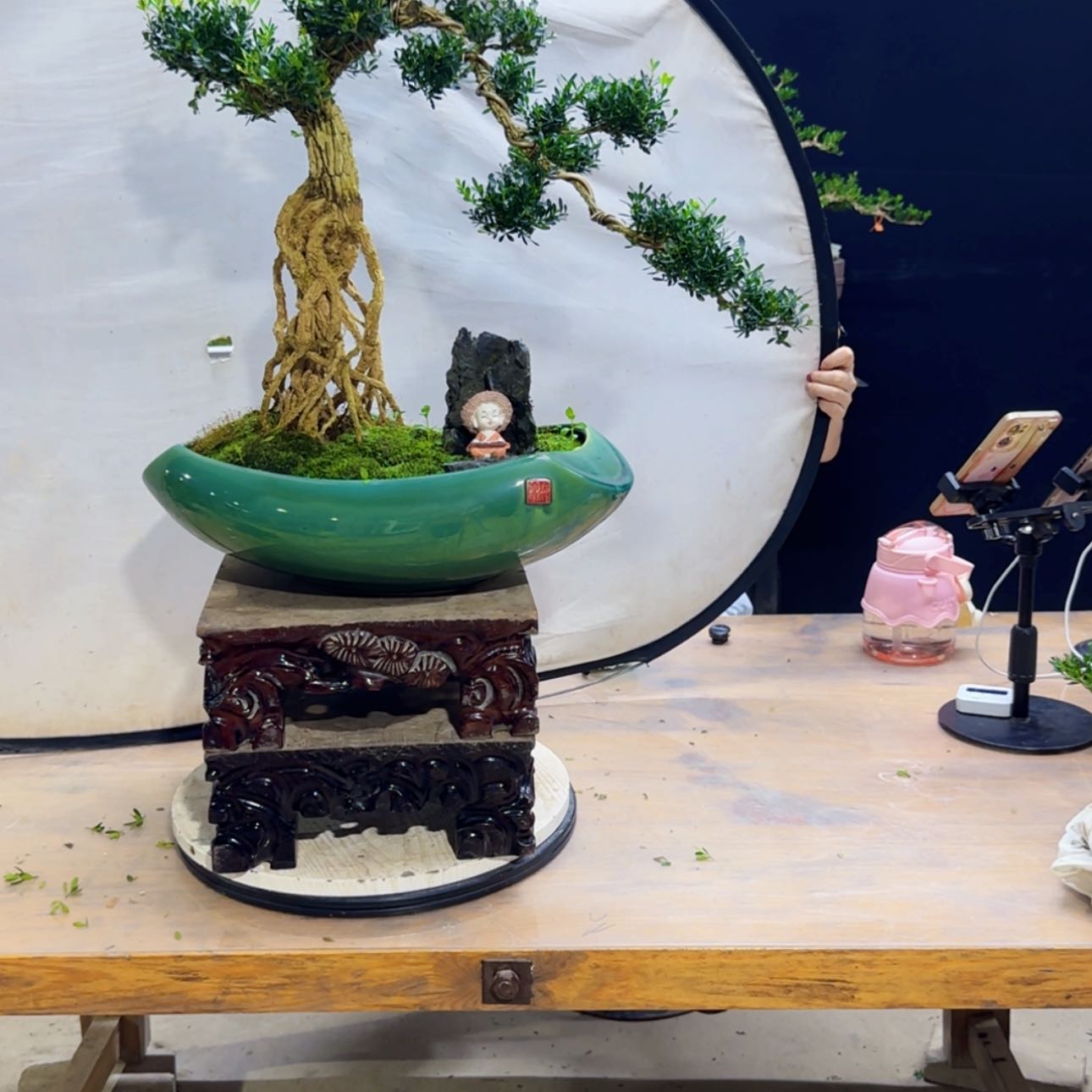 【闪购商品】高端黄杨盆景艺术