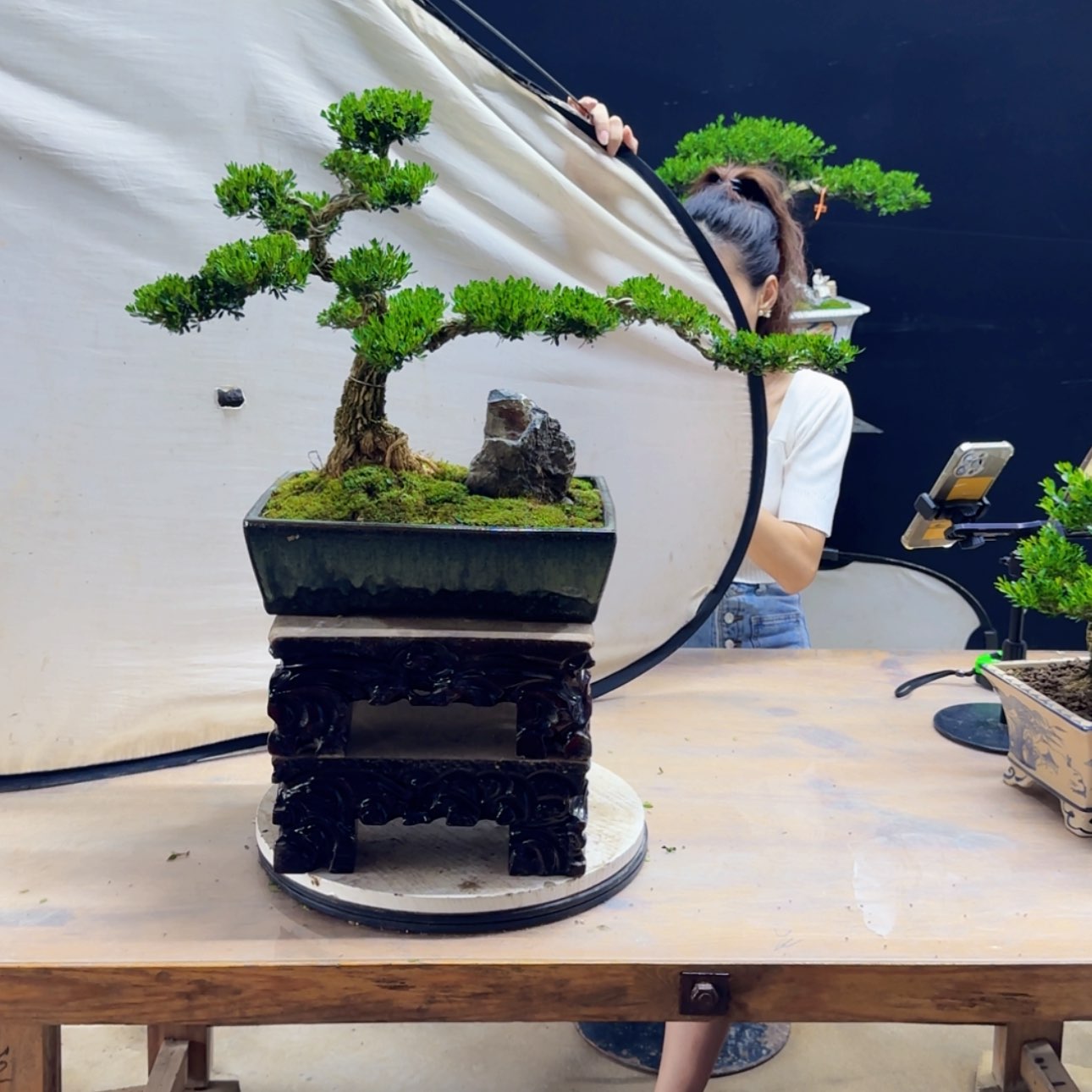 【闪购商品】高端盆景艺术作品