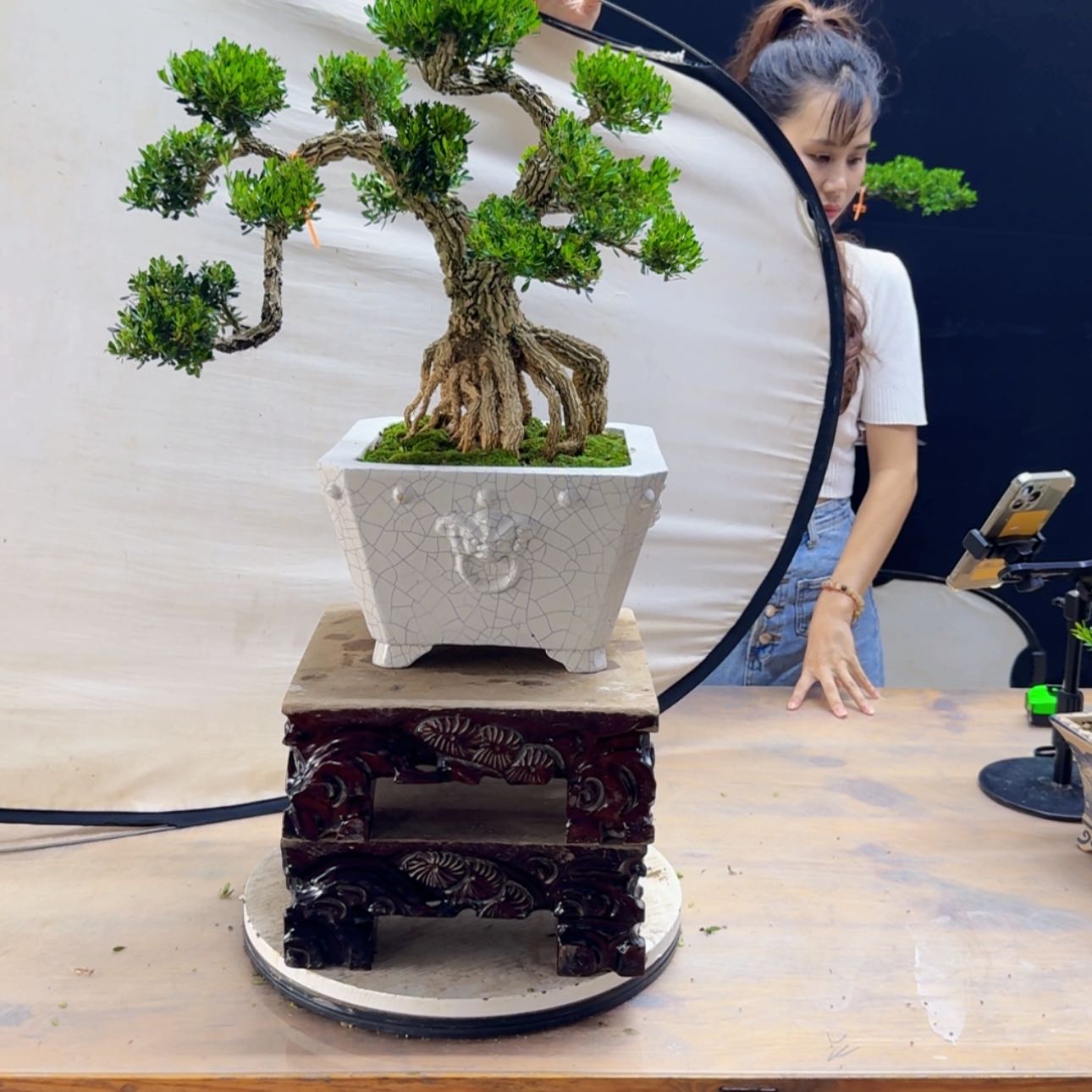 【闪购商品】高端盆景艺术作品