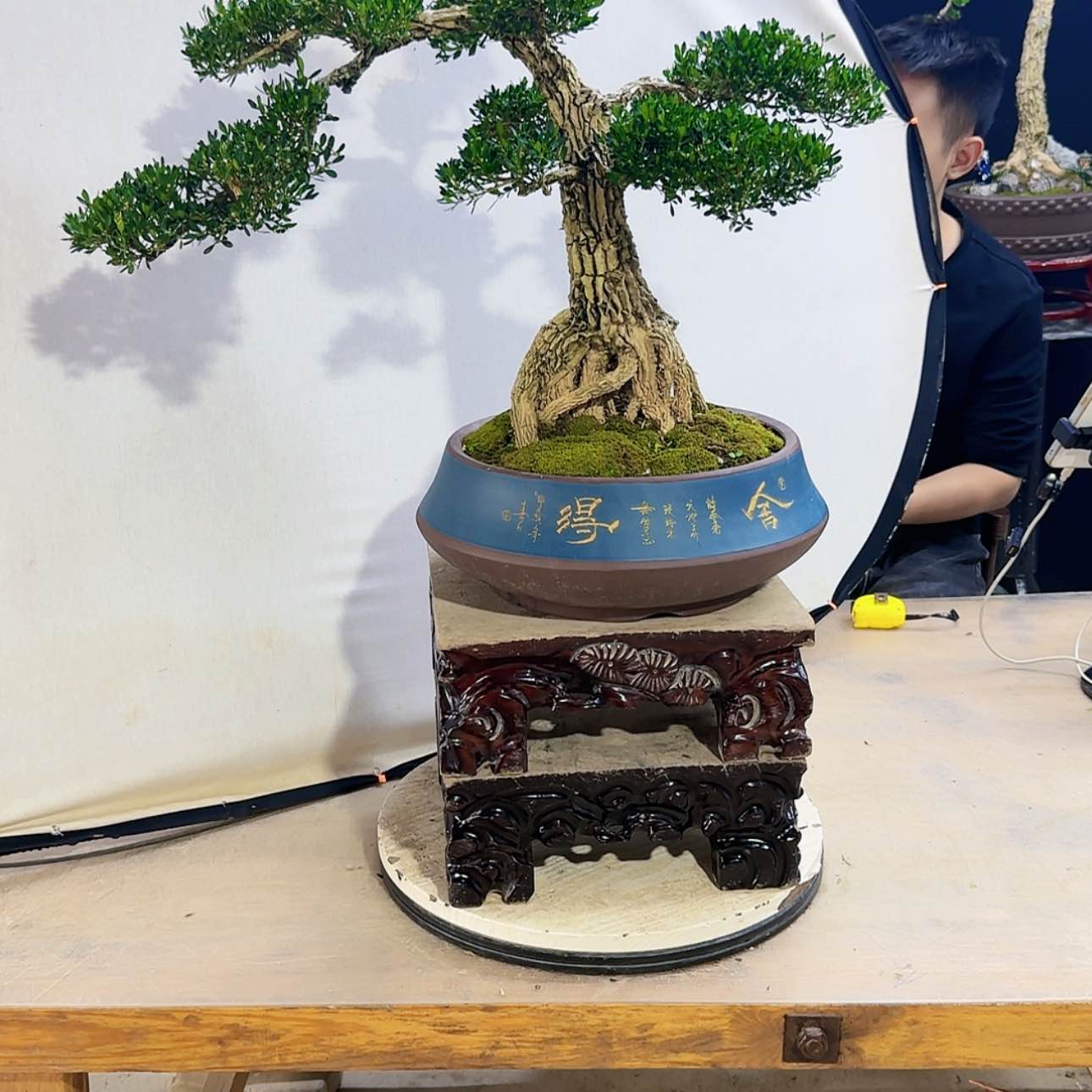【闪购商品】高端盆景艺术作品