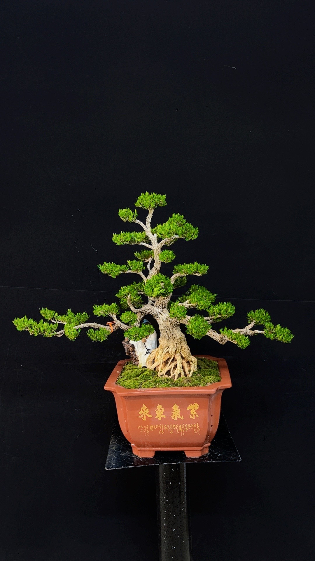 广东皱皮雀舌黄杨罗汉松绿色画框：领略盆景茶室艺术的黄杨盆景