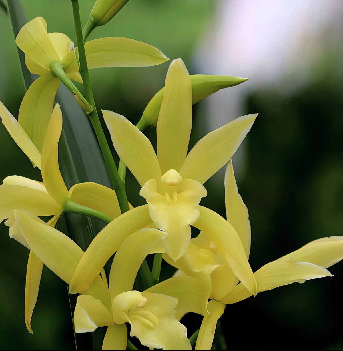 秦岭蕙兰木纹斑点养护透气开花种植出售