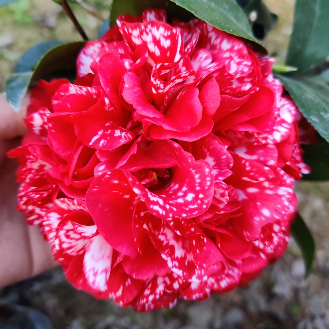 【上百种茶花】一物一拍李大小基地精挑原盆原土发货非偏远包邮