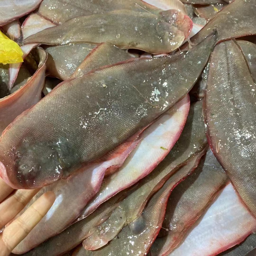 吕四板鱼龙利鱼舌头鱼