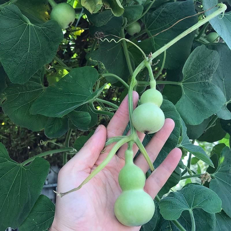 迷你手小捻葫芦观赏迷你微型小葫芦阳台蔬菜种子简单夏季四季春季