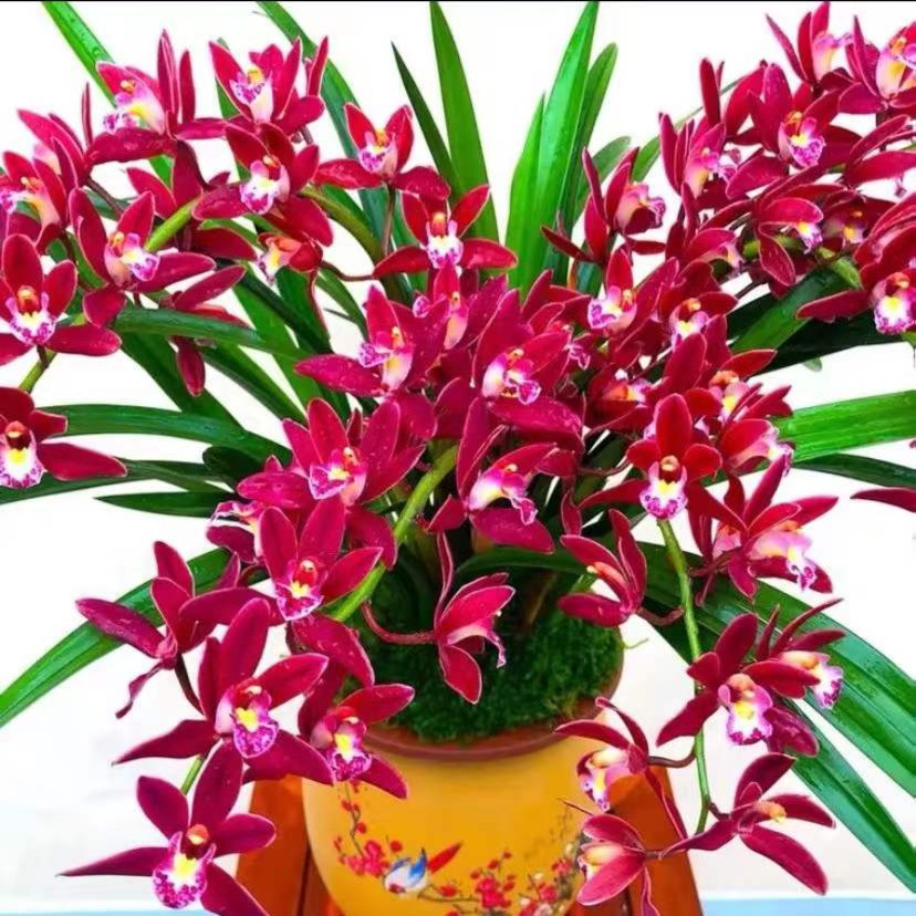 红双喜 春节前后开花  勤花超级状