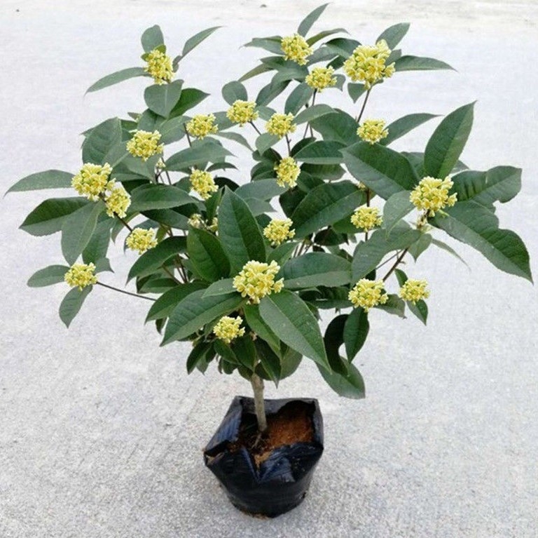 精品四季桂花四季盆栽