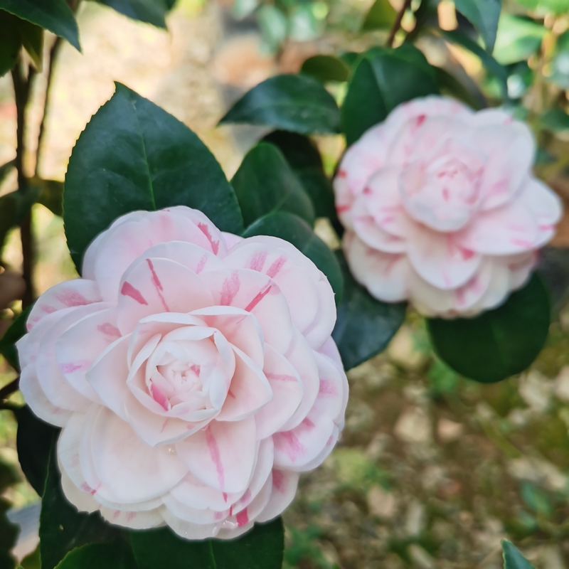 十八学士茶花盆栽阳台花卉庭院大型绿植好养易活植物四季好养