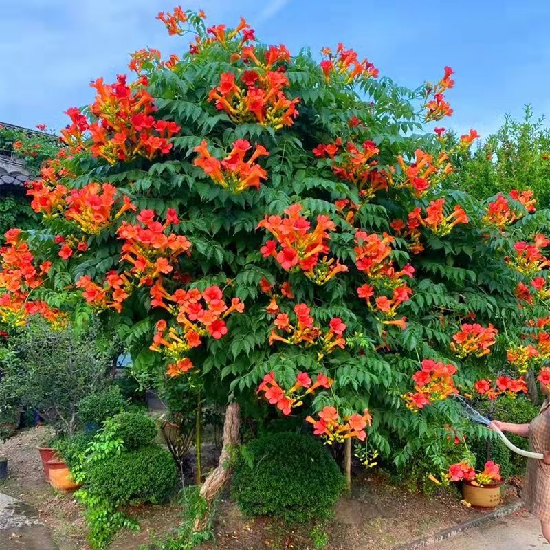 凌霄花树苗爬藤植物凌霄花老桩花卉庭院苗木当年开花地栽盆栽苗