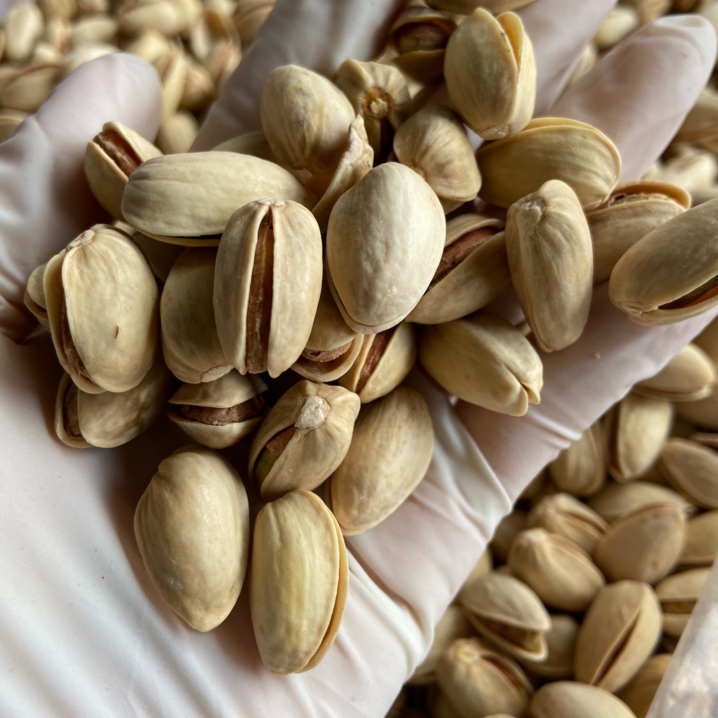 大颗粒原色开心果，无漂白，500g/袋