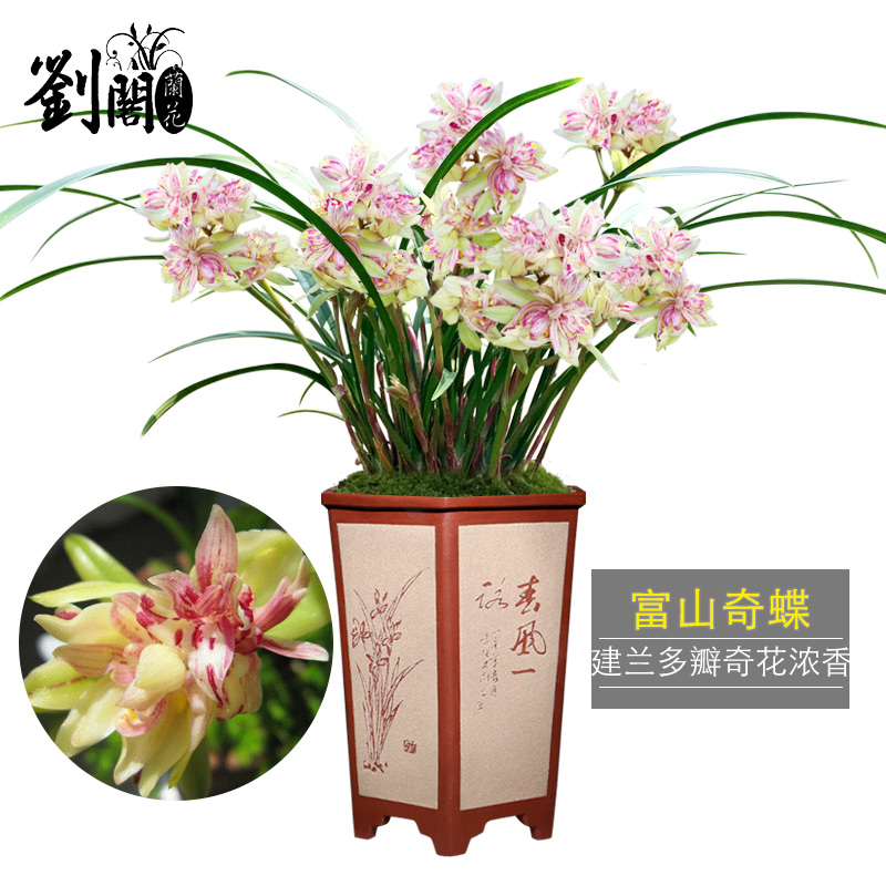 佳创兰花苗 富山奇蝶 现带花苞出售 建兰四季兰室内花卉盆栽精品