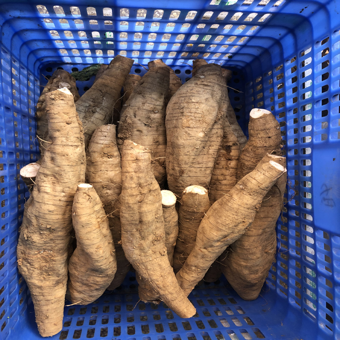 长寿之乡连州高山新鲜粉葛清甜无渣5斤/10斤顺丰快递