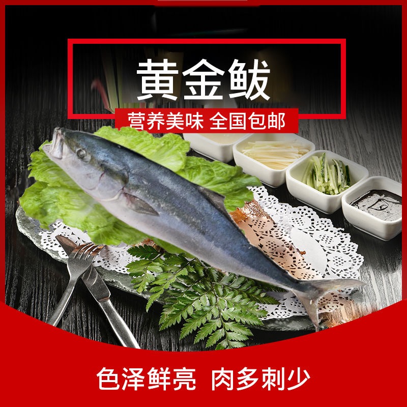 野生海捕黄金鲅鱼 8斤 新鲜海鲜急冻锁鲜连云港发货