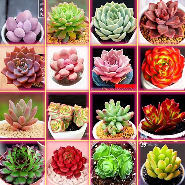 小时光多肉花卉店两单包邮