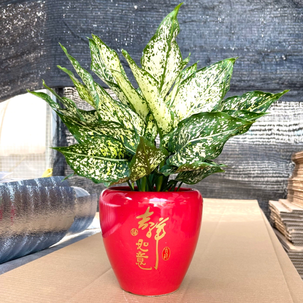 翡翠绿皇后艾琳如意盆栽好养耐阴绿植室内植物