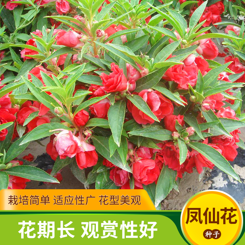 茶花凤仙花种子重瓣指甲花籽室内盆栽室外庭院四季播易种花卉种孑