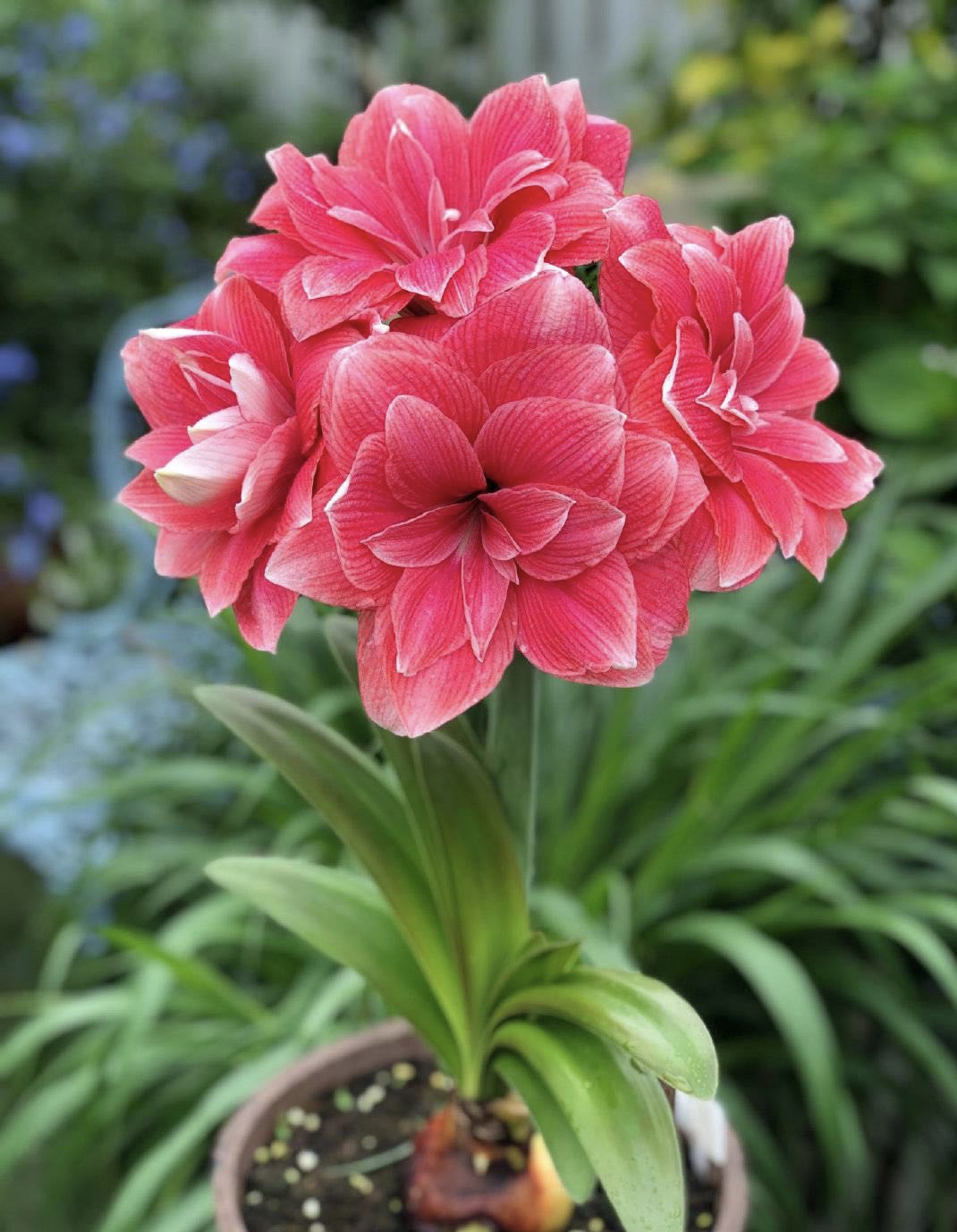 【双梦～自然球重瓣】朱顶红种球  花班长园艺  任意满两个包邮 