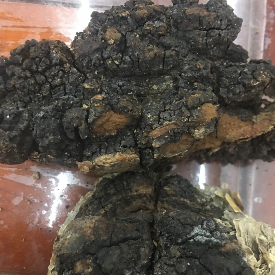 桦树榵 掰块 500G
